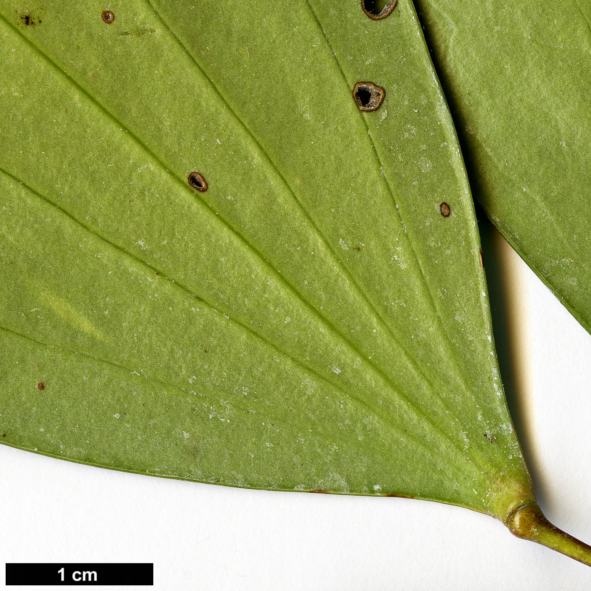 High resolution image: Family: Berberidaceae - Genus: Mahonia - Taxon: cfr. nitens